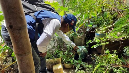 A través de una pintura 'repelente' buscan combatir el dengue en el Valle del Cauca