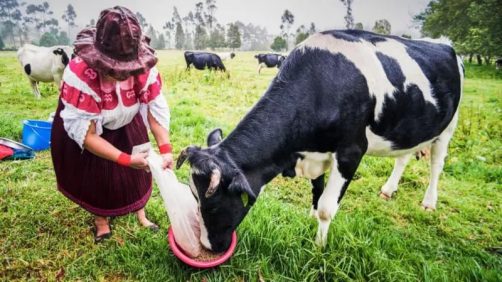 “Oro bovino”: el negocio millonario de vender cálculos biliares de vacaciones de Sudamérica a China | Internacional | Noticias