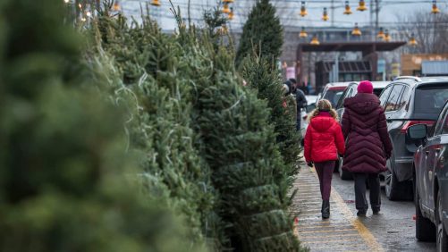 Aquí le mostramos cómo deshacerse de su árbol de Navidad en Montreal.