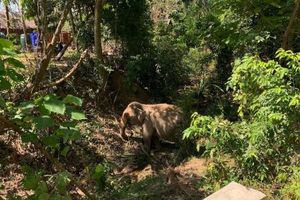 Una turista española muere tras ser golpeada por un elefante en un santuario de Tailandia | Internacional | Noticias