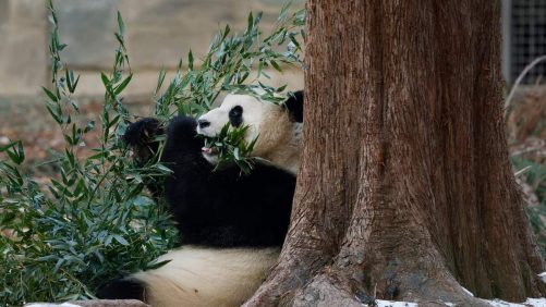 En imágenes | Al igual que Trump, los pandas están de vuelta en Washington