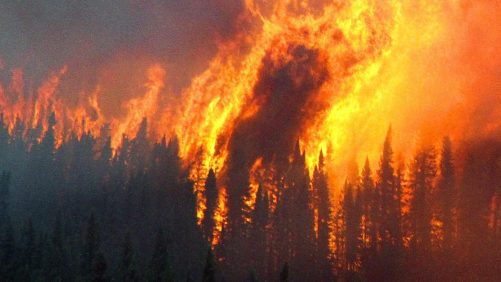 Luces de bosque en Japón: un hombre muerto y 600 personas evacuadas