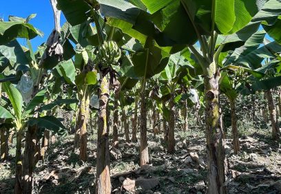 Preocupacia Entre Industriales y Plataneros del Sur de México Debido A Los Aranceles Impuestos por ee. Uu. | Internacional | Noticias