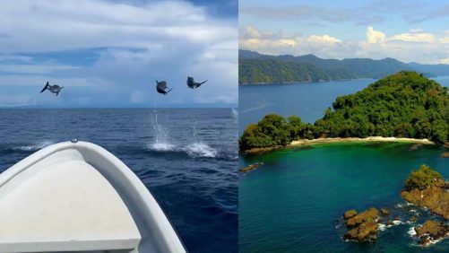 Grupo de delfines nada y salta junto a una embarcación en Bahía Solano, Chocó