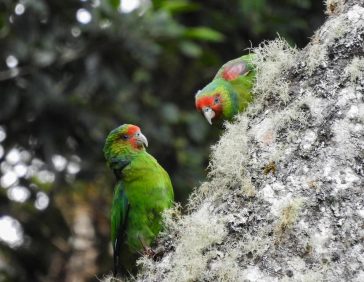 ¡Salvarlo de la Extinción!: Crean Reserva para proteger al Loro Carirrojo, que mide 22 Centímetros | Informes | Noticias