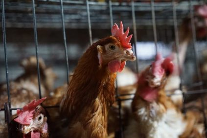 Brasil suspenda la cría y los eventos al aire libre con aves ante el riesgo de gripe aviar | Internacional | Noticias