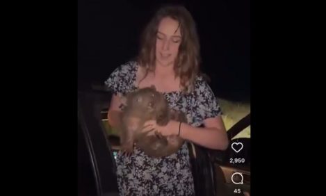 Influencer Estadounidense Capturó A Cría de Wombat Para Sacerse Una Foto, Causó Indignación y abandonó Australia | Internacional | Noticias