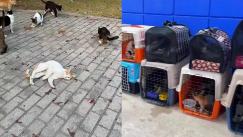 Páramo respondió sobre los gatos desaparecidos previo al concierto de Shakira en Barranquilla: buscan hogar