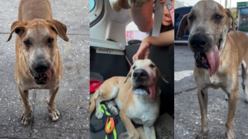 La historia de 'Teo', el perrito que fue rescatado del olvido en pleno Carnaval de Barranquilla