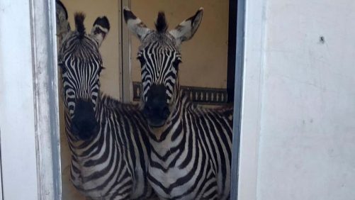 Animales salvajes descubiertos en una camioneta por la policía alemana