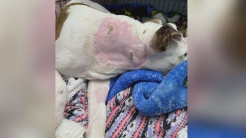 Rimouski: una historia de crueldad animal siembra el revuelo