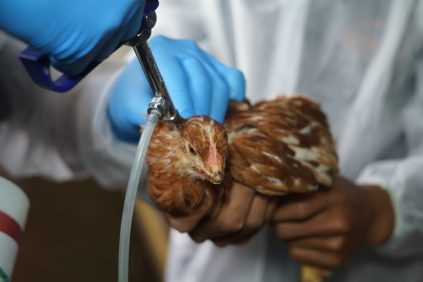 China Suspenda por 60 Días Las Importaciones de Pollo Brasileño Tras brote de Gripe Aviar | Internacional | Noticias