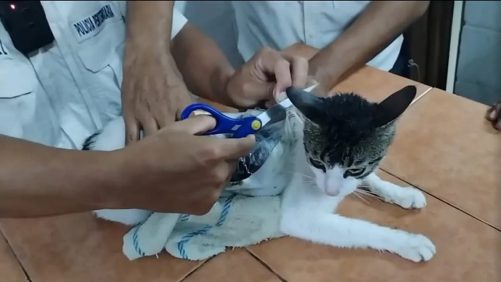 Guardias Atrapan A Gato Que Era Usado para Ingresar Droga A Cárcel de Costa Rica | Internacional | Noticias