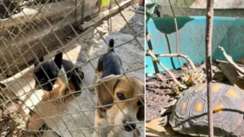 Indignación en Palmira por hombre que tenía 15 animales en cautiverio y en precarias condiciones: fue capturado