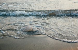 Así es la enorme medusa con tentáculos de 30 metros que lllegó a la orilla de una playa: experios alertan "¡no la toquen!" | Servicio | Estados Unidos