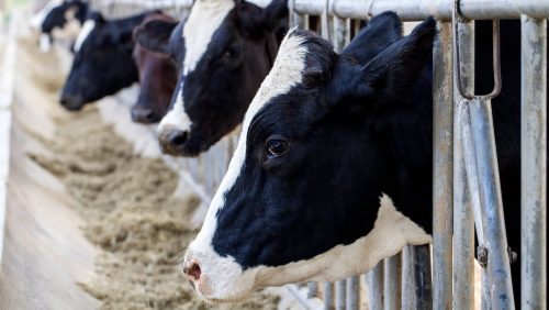 ¿El precio de la leche fuera de control como el petróleo? Abandonar la gestión de la oferta para complacer a Trump sería "un desastre"