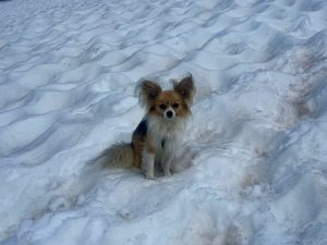 Chihuahua guía a rescatistas y salva a su dueño caído en un glaciar en suiza | Internacional | Noticias
