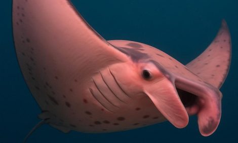 Conoce a la única Mantarraya Rosa Avistada en el Mundo: Le Llaman "Inspector Clouseau" y Este es el Motivo de Su Color en particular | Internacional | Noticias