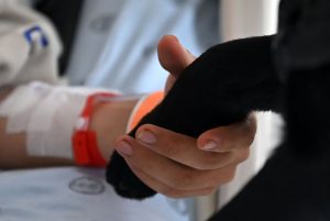 Dos Labradores de 18 Meses Son Clave en RECUPERACIÓN DE SOLDADOS HERIDOS EN EL Combate a Grupos Armados | Internacional | Noticias
