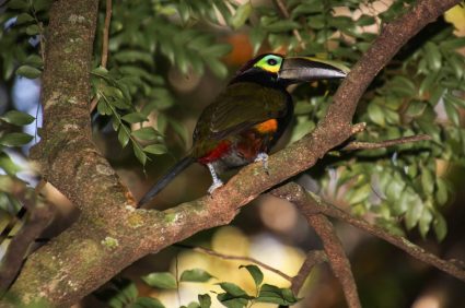 El Tucán Orejiamarilla Vive en Ecuador y es la única ave de su especie con dimorfismo sexual: Estas im ágenes muestran la diferencia entrra la hurrbra y el macho | Internacional | Noticias