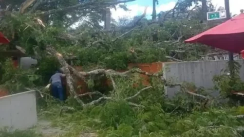 Un gigantesco árbol se desplomó en un centro recreativo, dejando 20 heridos en el Valle del Cauca: lo que se sabe