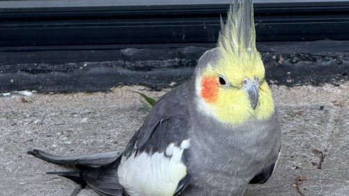 Se encuentra un pájaro doméstico a 46 km de su casa después de ocho días de carrera.