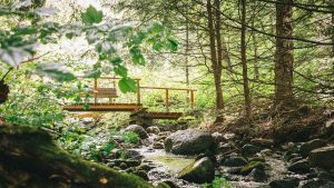 Pantallas de mierda: cuando el bosque mantiene a nuestros hijos