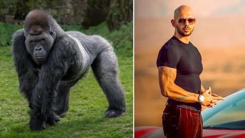 Alfas machos, ¿en serio? Ciencias disputa el concepto de dominación masculina (en primates)