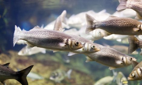 Desastre Ecológico en España: Vacían embalse con 50 milones de litros para eliminar un pez invasor chino que logró escapar | Internacional | Noticias