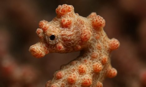 Fotógrafo Capta A Un animal Pocas Veces Visto en El Fondo Marino: es considerado un "Osito de Gomita" de Los Corales | Internacional | Noticias