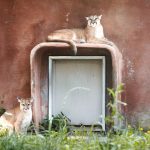 Aquí están los dos nuevos inquilinos del Parque Safari, que se salvaron de cierta muerte