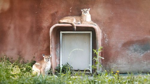 Aquí están los dos nuevos inquilinos del Parque Safari, que se salvaron de cierta muerte