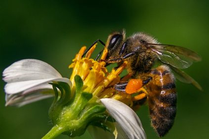 IMPORTANTE HALLAZGO CENTÍFICO: Desarrollan Innovador Suplemento Alimioficio Que Podría Frenar la Disminución de Abejas | Internacional | Noticias