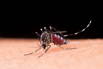 China Libera Miles de Mosquitos Cazadores en sus Llama: Autoridadadas Advierten Sobre Picaduras Dolorosas y Brotes | Internacional | Noticias