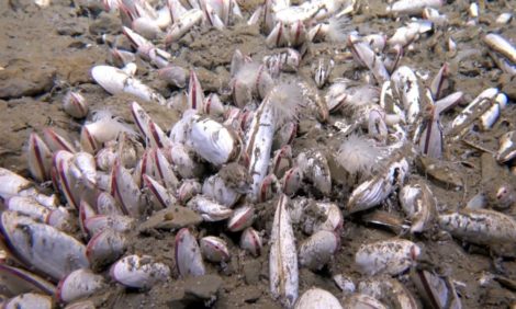 Científicos Revelan Criaturas desconocidas en Las Fosas Más Profundas del Océano: Gracias Sobrevividas al Metano | Internacional | Noticias
