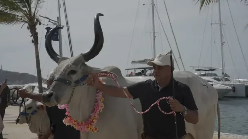 con remate frente al mar, Fedegán celebrará 500 años de la ganadería colombiana