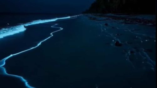 Imágenes | Algas bioluminiscentes de un tono azul observado en playas de Australia