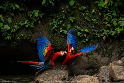 Graban Ataque de Felino A Guacamayo en Zoológico Durante Maestra Educata, El Ave Murió Por Heridas | Internacional | Noticias