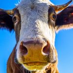 Un ternero que huye en un supermercado ataca a un carnicero