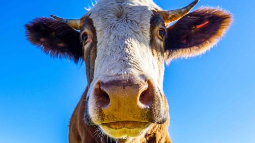 Un ternero que huye en un supermercado ataca a un carnicero