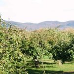 Gran entusiasmo entre las familias: clima ideal para ir a recoger manzanas