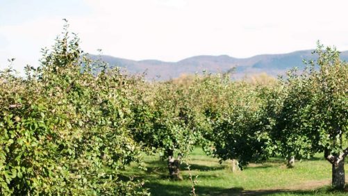 Gran entusiasmo entre las familias: clima ideal para ir a recoger manzanas