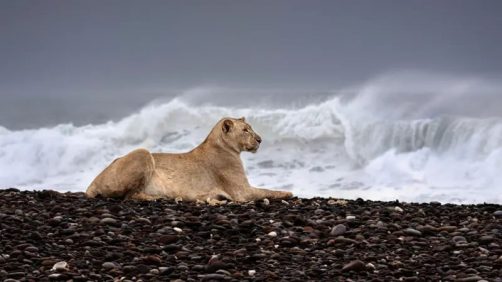 Las inéditas imágenes que muestran a los leones que abandonan el desierto para cazar en la playa | Internacional | Noticias