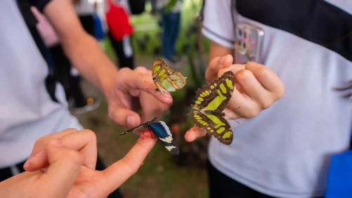 Con la presentación de un llamativo mariposario se abrieron las puertas de la Ciudadela Educativa de la Biodiversidad en el norte de Cali