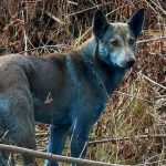 La verdad sobre los perros 'color azul' de Chernóbil | Internacional | Noticias