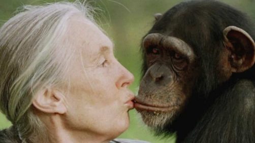 La famosa primatóloga Jane Goodall murió a los 91 años