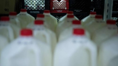 Se espera un aumento del precio de la leche este invierno