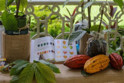 El Salvador lanza programa Reforestación Productiva con Cacao de Alto Valor |