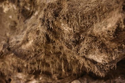 Reavivar microbios atrapados durante 40.000 años en el permafrost | Internacional | Noticias
