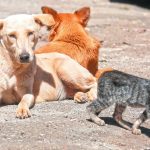 El Salvador busca expertos para proyecto de rescate de perros y gatos en situación de calle |